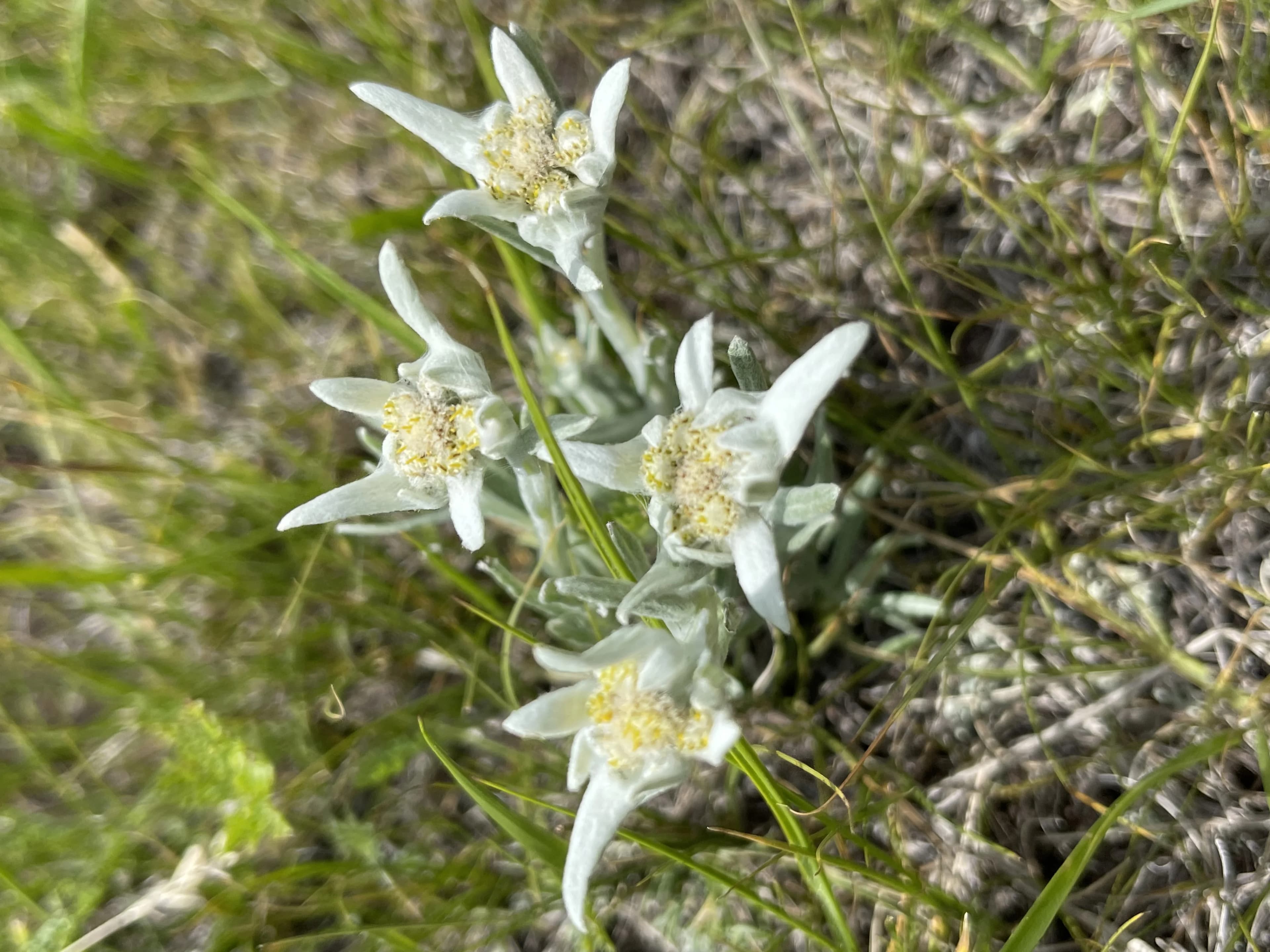 モンゴルの伝統