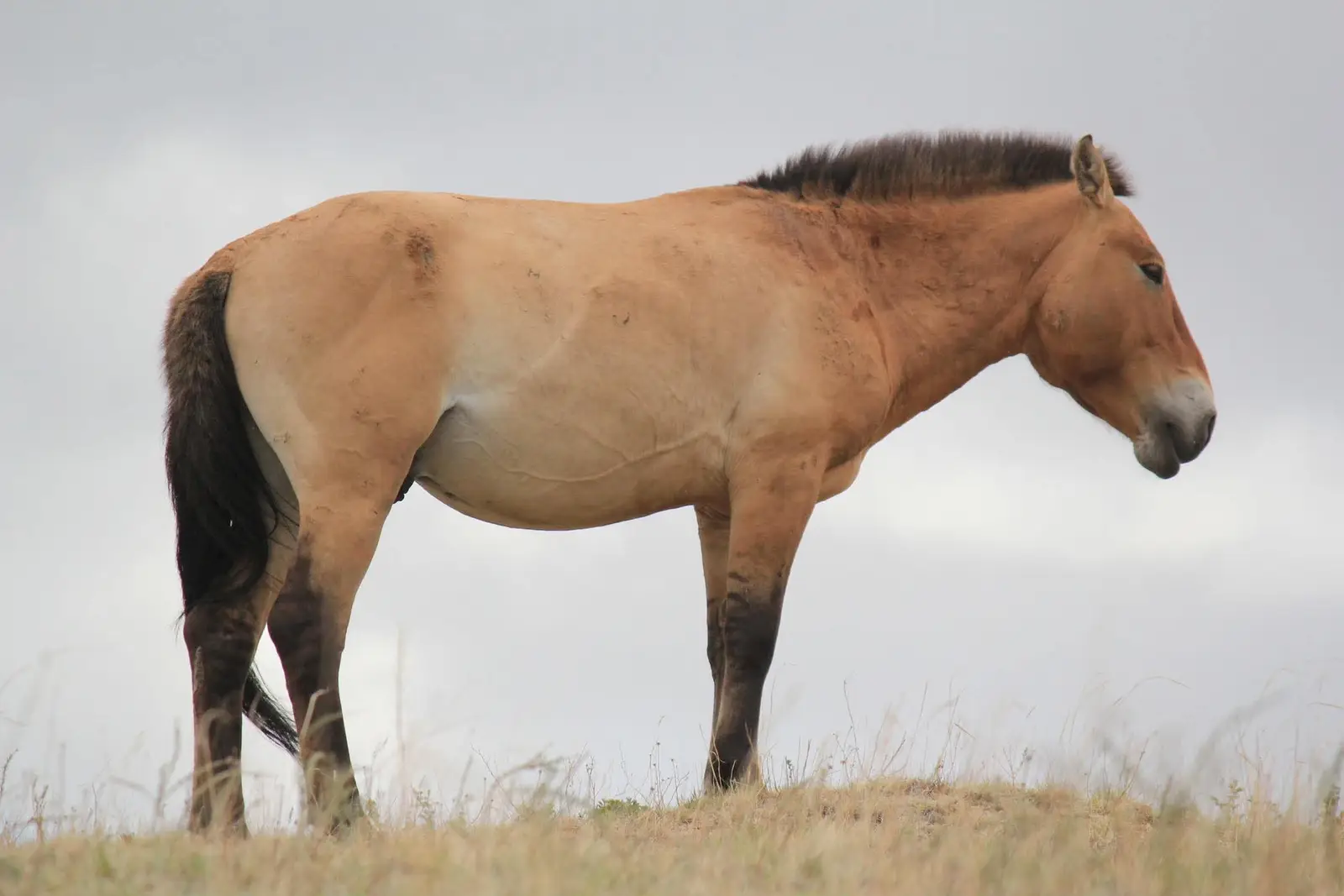 遊牧民ゲルホームステイ、乗馬体験