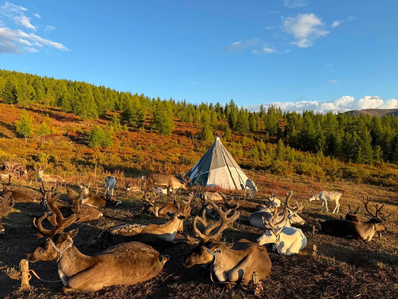 8泊9日 モンゴル トナカイアドベンチャーツアー