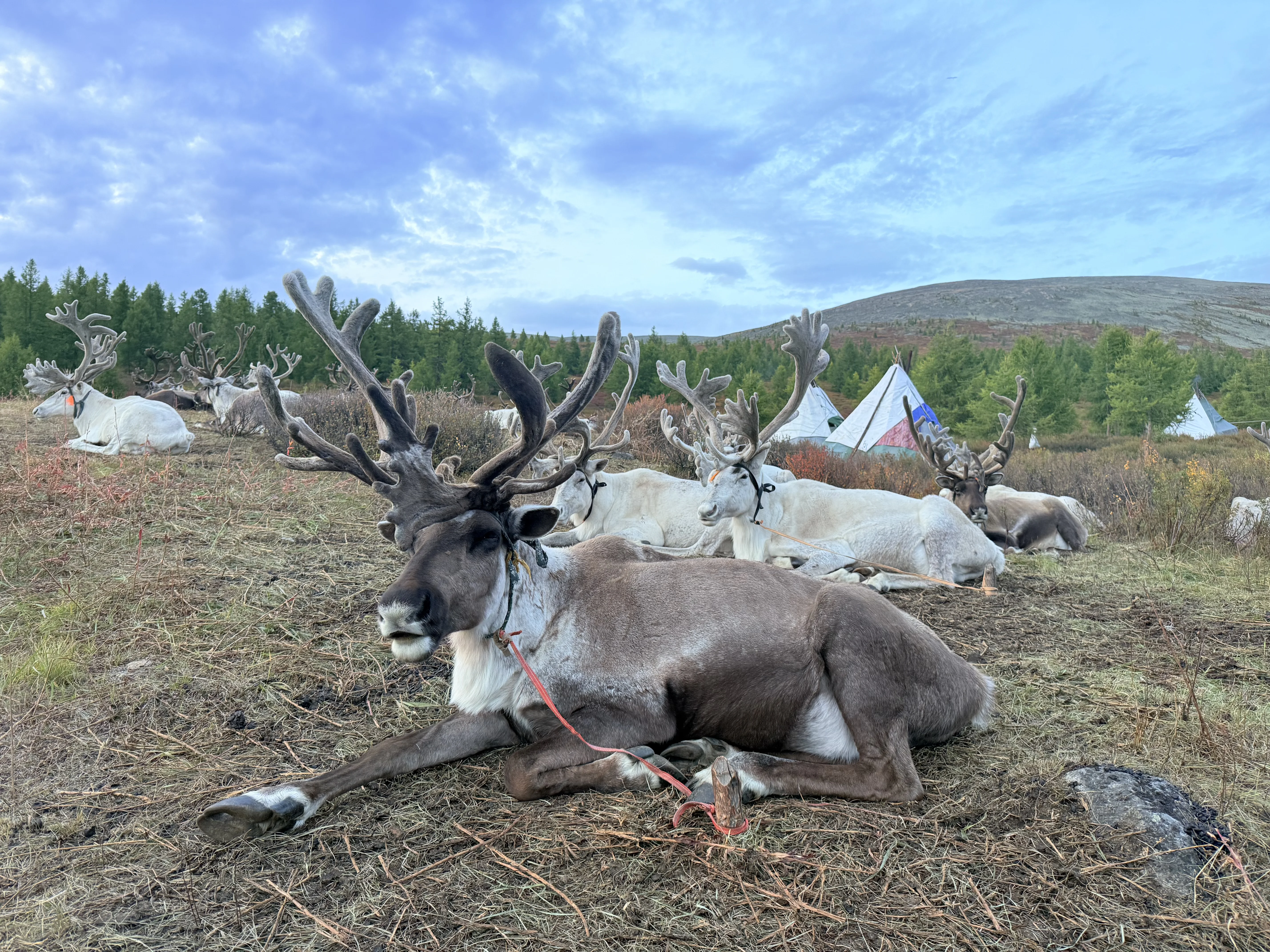 カラコルム都観光・ツェンヘル温泉